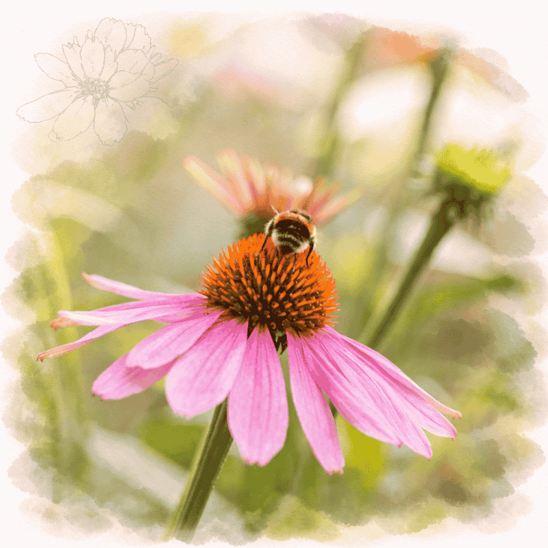 Purpurinė ežiuolė (Echinacea) – Immumed žaliava